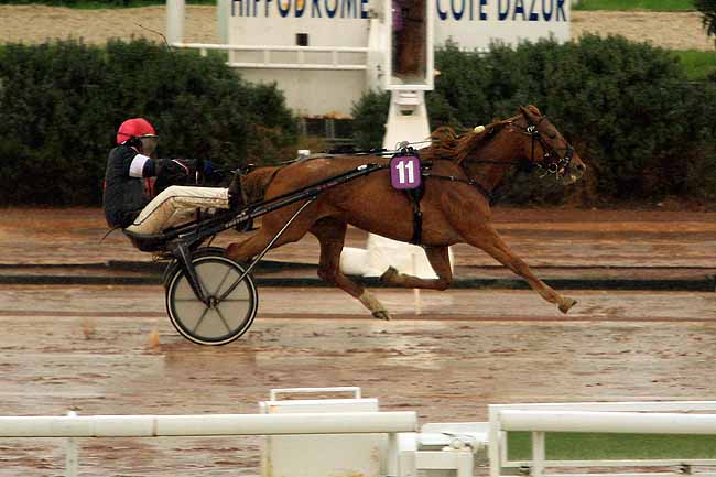 Photo d'arrivée de la course pmu PRIX DES GORGES DU VERDON à CAGNES-SUR-MER le Vendredi 12 février 2016