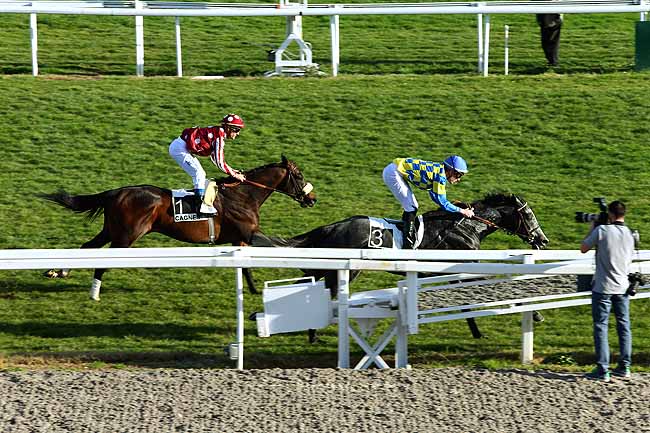 Photo d'arrivée de la course pmu PRIX DU FORT CARRE à CAGNES-SUR-MER le Samedi 20 février 2016