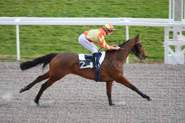 Photo d'arrivée de la course pmu PRIX DE BRIGNOLLES à CAGNES-SUR-MER le Mercredi 24 février 2016