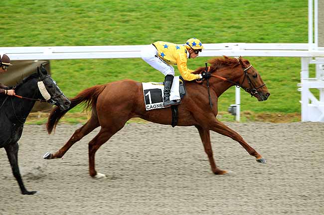 Photo d'arrivée de la course pmu PRIX DES ALPILLES à CAGNES-SUR-MER le Samedi 27 février 2016