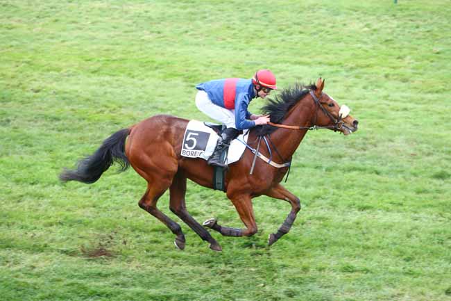 Photo d'arrivée de la course pmu PRIX DE SAINTE-TULLE à MARSEILLE-BORELY le Lundi 29 février 2016