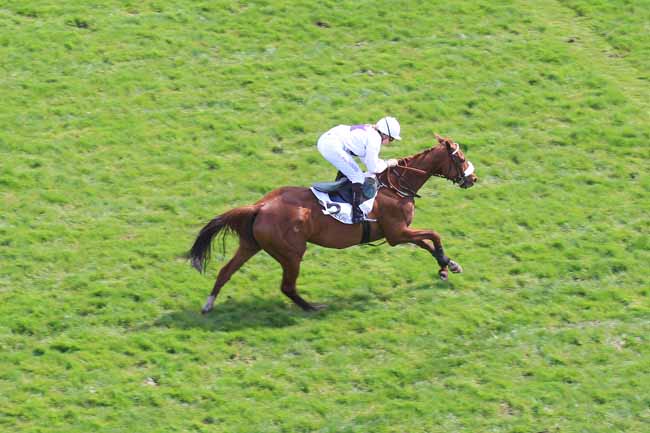 Photo d'arrivée de la course pmu PRIX LE HON à AUTEUIL le Mercredi 13 avril 2016