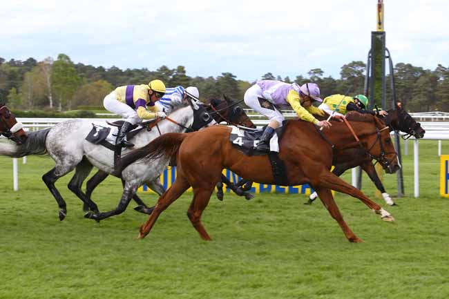 Photo d'arrivée de la course pmu PRIX DE BOIS-LE-ROI à FONTAINEBLEAU le Vendredi 29 avril 2016