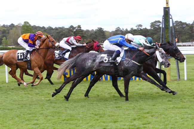 Photo d'arrivée de la course pmu PRIX DE FONTAINE-LE-PORT à FONTAINEBLEAU le Vendredi 29 avril 2016