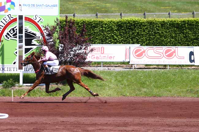 Photo d'arrivée de la course pmu PRIX JEAN THOMAS à SAINT GALMIER le Mardi 17 mai 2016