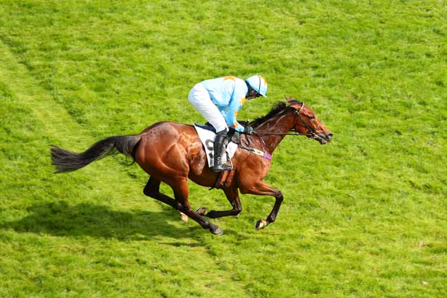 Photo d'arrivée de la course pmu PRIX LA BARKA à AUTEUIL le Samedi 21 mai 2016