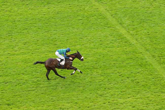 Photo d'arrivée de la course pmu PRIX STANLEY à AUTEUIL le Dimanche 22 mai 2016