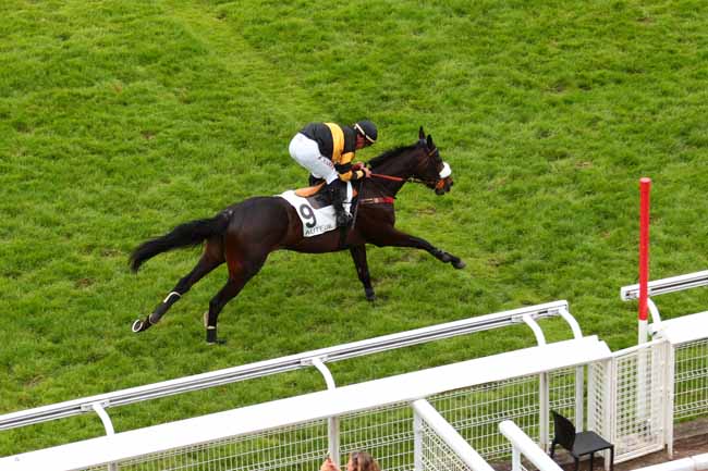 Photo d'arrivée de la course pmu PRIX DU NIVERNAIS à AUTEUIL le Vendredi 27 mai 2016