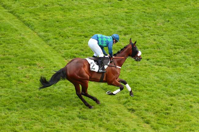 Photo d'arrivée de la course pmu PRIX DE LA MUETTE à AUTEUIL le Vendredi 27 mai 2016