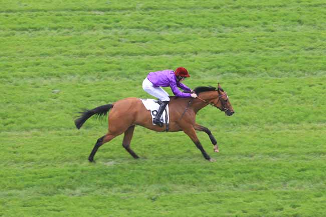 Photo d'arrivée de la course pmu PRIX BOIS ROUAUD à AUTEUIL le Lundi 6 juin 2016