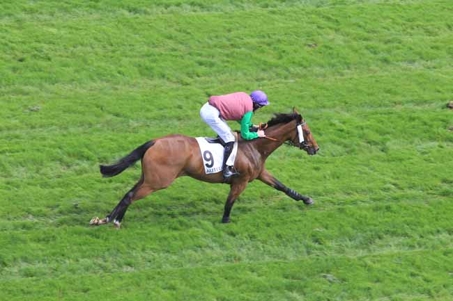 Photo d'arrivée de la course pmu PRIX ROCKING CHAIR à AUTEUIL le Lundi 6 juin 2016