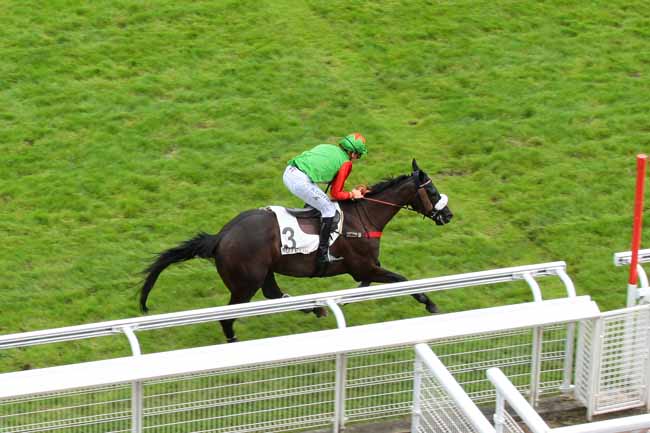 Photo d'arrivée de la course pmu PRIX PHARAON à AUTEUIL le Jeudi 23 juin 2016