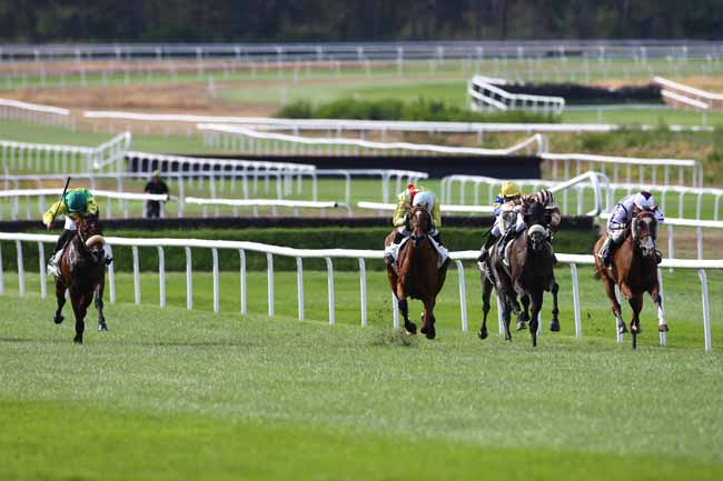 Photo d'arrivée de la course pmu PRIX GUY THIBAULT à FONTAINEBLEAU le Vendredi 2 septembre 2016