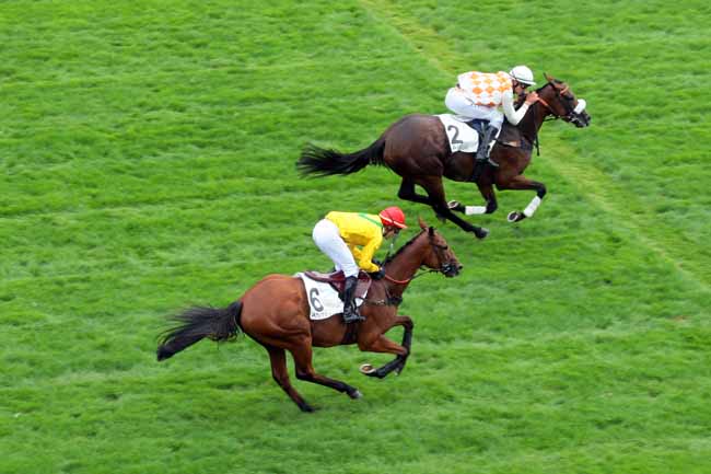 Photo d'arrivée de la course pmu PRIX DES PLATANES à AUTEUIL le Mardi 6 septembre 2016