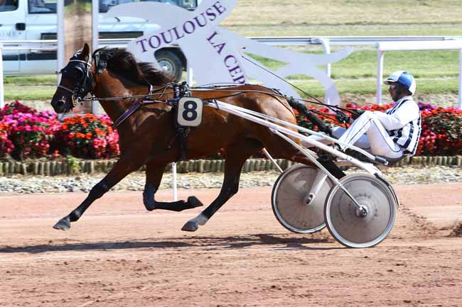 Photo d'arrivée de la course pmu PRIX AEROCONSTELLATION à TOULOUSE le Mardi 13 septembre 2016