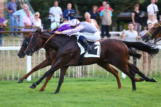 Photo d'arrivée de la course pmu PRIX DU ROCHER CASSEPOT à FONTAINEBLEAU le Mardi 13 septembre 2016