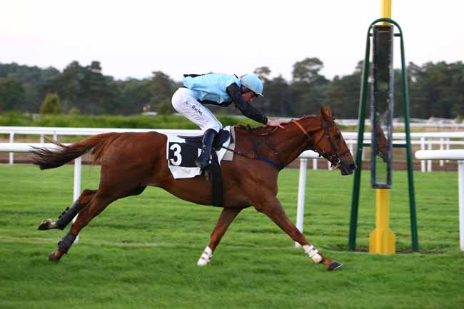 Photo d'arrivée de la course pmu PRIX WWW.COURSESCHEVAUX.FR à FONTAINEBLEAU le Jeudi 29 septembre 2016