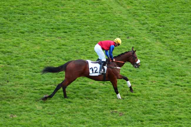 Photo d'arrivée de la course pmu PRIX ADRIEN BESNOUIN à AUTEUIL le Samedi 15 octobre 2016