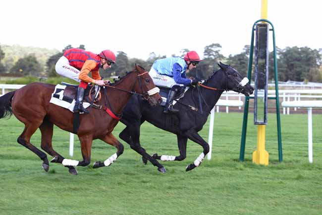 Photo d'arrivée de la course pmu PRIX DU CONSEIL MUNICIPAL DE CHAMPAGNE-SUR-SEINE à FONTAINEBLEAU le Mardi 18 octobre 2016