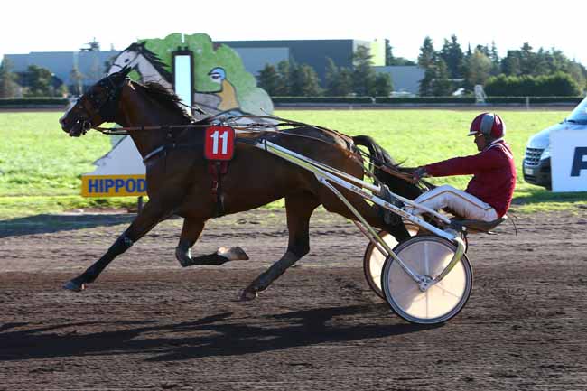 Photo d'arrivée de la course pmu PRIX YVES BACHELIER (GR B) à SALON-DE-PROVENCE le Mercredi 19 octobre 2016