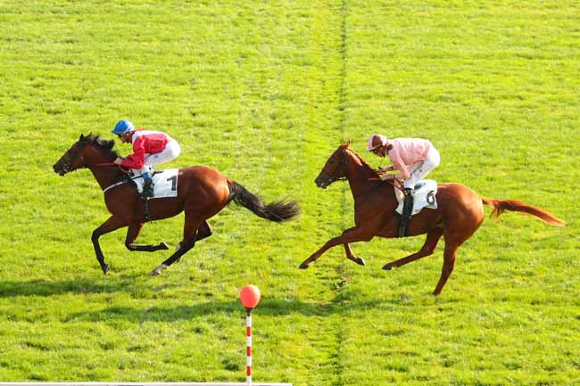Photo d'arrivée de la course pmu PRIX ZEDDAAN à MAISONS-LAFFITTE le Jeudi 27 octobre 2016