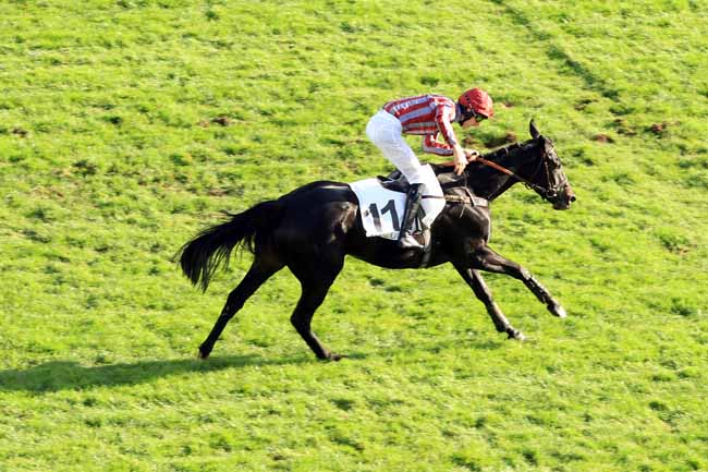 Photo d'arrivée de la course pmu PRIX CAMBACERES - GRANDE COURSE DE HAIES DES 3 ANS à AUTEUIL le Dimanche 6 novembre 2016