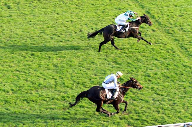 Photo d'arrivée de la course pmu PRIX COUNT SCHOMBERG à AUTEUIL le Dimanche 6 novembre 2016