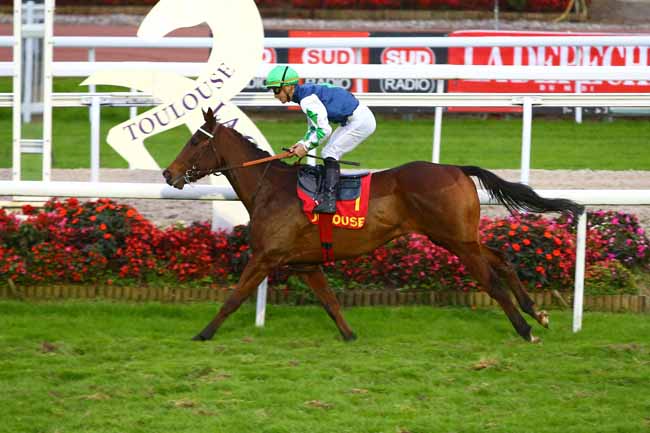 Photo d'arrivée de la course pmu PRIX DE BELLERIVE à TOULOUSE le Vendredi 11 novembre 2016