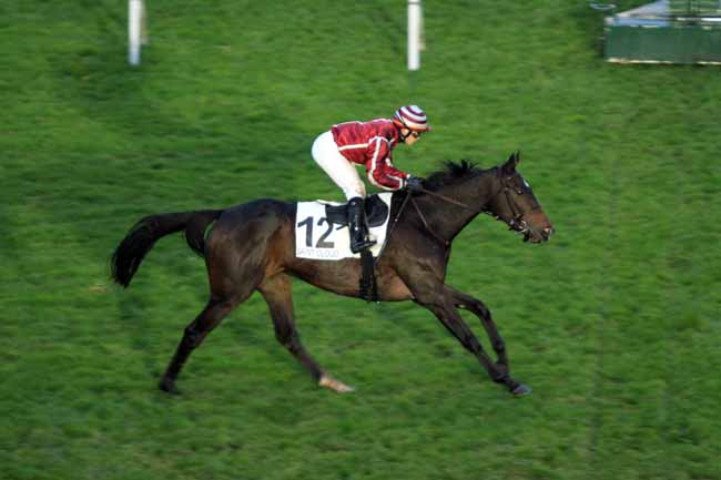 Photo d'arrivée de la course pmu PRIX DES HARAS à SAINT-CLOUD le Samedi 12 novembre 2016