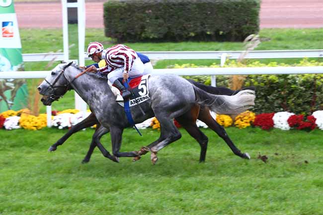 Photo d'arrivée de la course pmu PRIX DE BOUCHEMAINE à ANGERS le Mercredi 16 novembre 2016