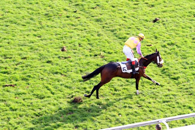Photo d'arrivée de la course pmu PRIX STYRAX à AUTEUIL le Mercredi 23 novembre 2016