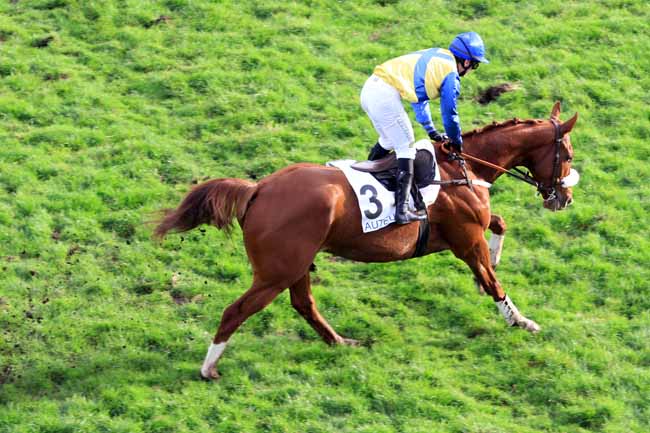 Photo d'arrivée de la course pmu PRIX MARLY RIVER à AUTEUIL le Mercredi 23 novembre 2016