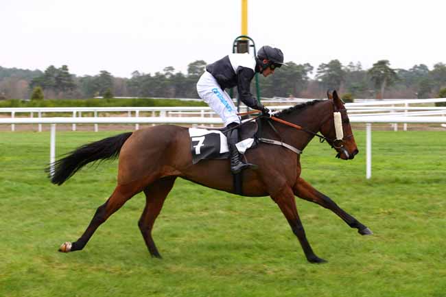 Photo d'arrivée de la course pmu PRIX DES GORGES D'APREMONT à FONTAINEBLEAU le Vendredi 25 novembre 2016