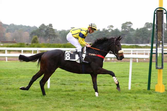 Photo d'arrivée de la course pmu PRIX TREMAILLE à FONTAINEBLEAU le Vendredi 25 novembre 2016