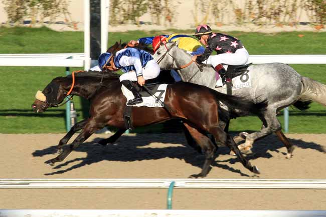 Photo d'arrivée de la course pmu PRIX DES PRUNIERS à DEAUVILLE le Mardi 29 novembre 2016