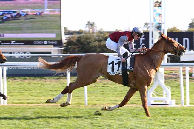 Photo d'arrivée de la course pmu PRIX DE CANNES à CAGNES-SUR-MER le Mercredi 18 janvier 2017
