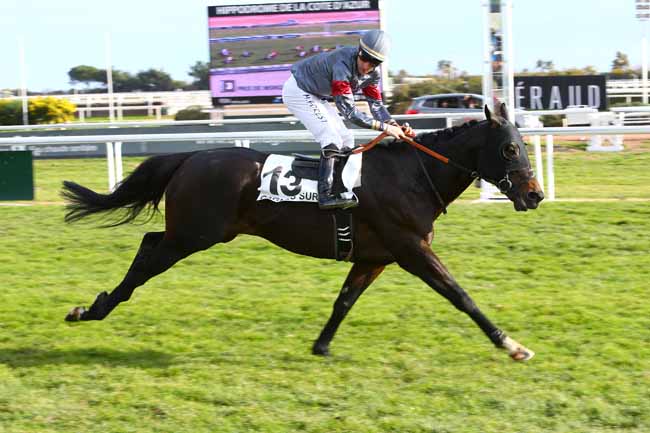 Photo d'arrivée de la course pmu PRIX DE MORGIOU à CAGNES-SUR-MER le Mercredi 1 février 2017