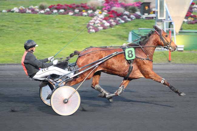 Photo d'arrivée de la course pmu PRIX DE CHATEAU-SALINS à PARIS-VINCENNES le Dimanche 26 février 2017