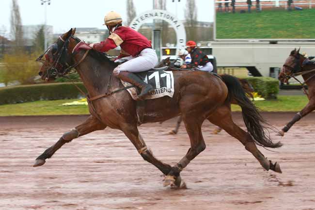 Photo d'arrivée de la course pmu PRIX DE LA JOURNEE DE LA FEMME à AMIENS le Mercredi 8 mars 2017