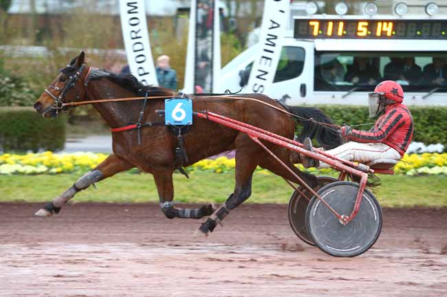 Photo d'arrivée de la course pmu PRIX DES PARIEURS (GR B) à AMIENS le Mercredi 8 mars 2017