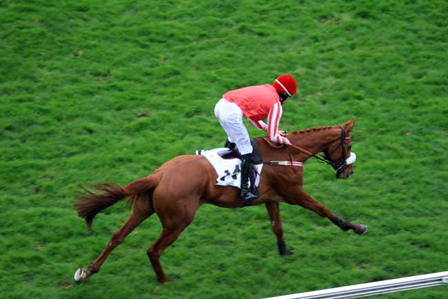 Photo d'arrivée de la course pmu PRIX SAMARITAIN à AUTEUIL le Samedi 18 mars 2017