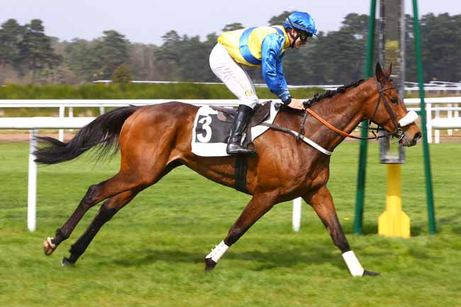 Photo d'arrivée de la course pmu GRAND STEEPLE-CHASE - CROSS-COUNTRY DE FONTAINEBLEAU à FONTAINEBLEAU le Mercredi 5 avril 2017
