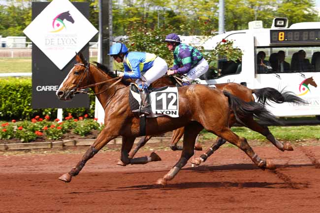 Photo d'arrivée de la course pmu PRIX DE MARSEILLE à LYON LA SOIE le Mercredi 3 mai 2017