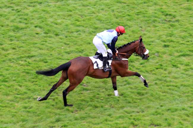 Photo d'arrivée de la course pmu PRIX WILD MONARCH à AUTEUIL le Vendredi 5 mai 2017