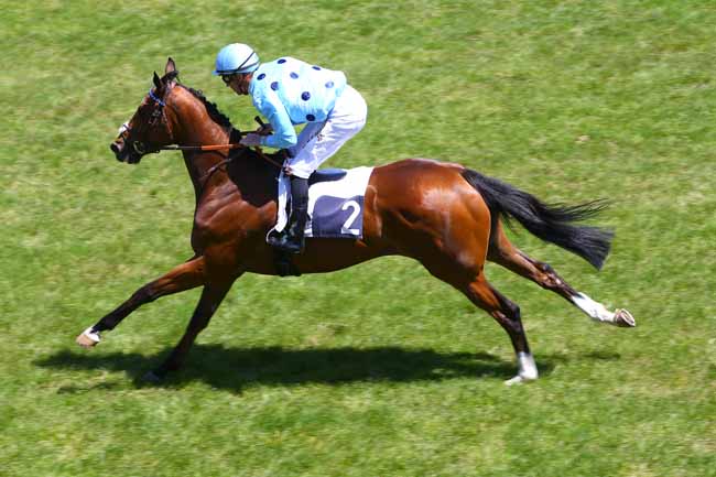 Photo d'arrivée de la course pmu PRIX ROBERT DE VILLEMANDY à BORDEAUX-LE BOUSCAT le Mardi 9 mai 2017