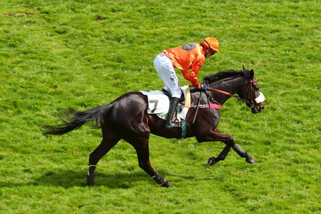 Photo d'arrivée de la course pmu PRIX LA VEINE à AUTEUIL le Vendredi 12 mai 2017