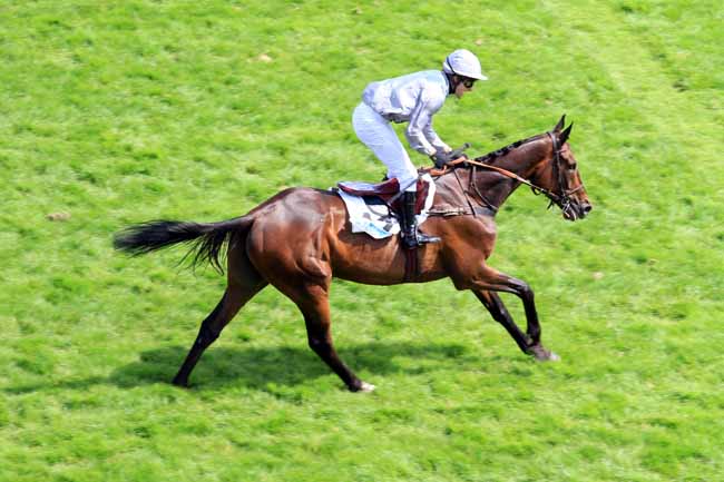 Photo d'arrivée de la course pmu PRIX WILD RISK à AUTEUIL le Dimanche 21 mai 2017