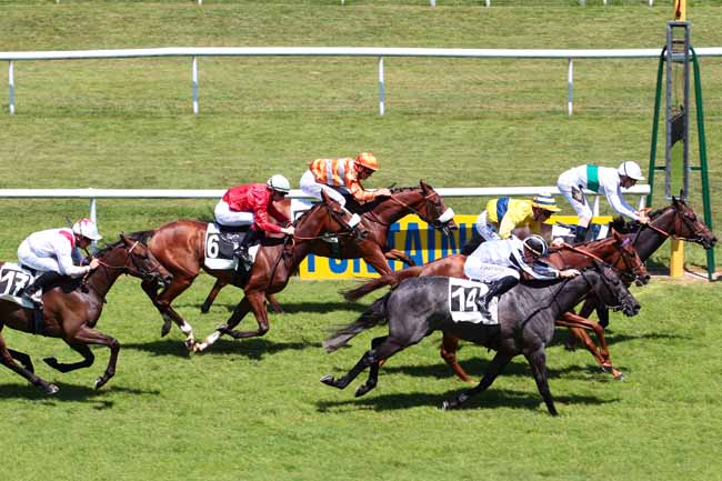 Photo d'arrivée de la course pmu PRIX DE LA BRIE à FONTAINEBLEAU le Jeudi 1 juin 2017