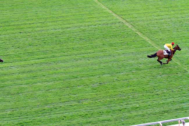 Photo d'arrivée de la course pmu PRIX MELANOS à AUTEUIL le Vendredi 1 septembre 2017