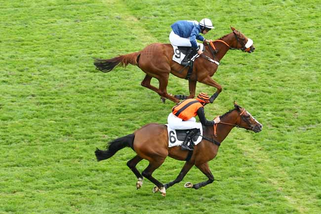Photo d'arrivée de la course pmu PRIX MORTEMART à AUTEUIL le Jeudi 7 septembre 2017